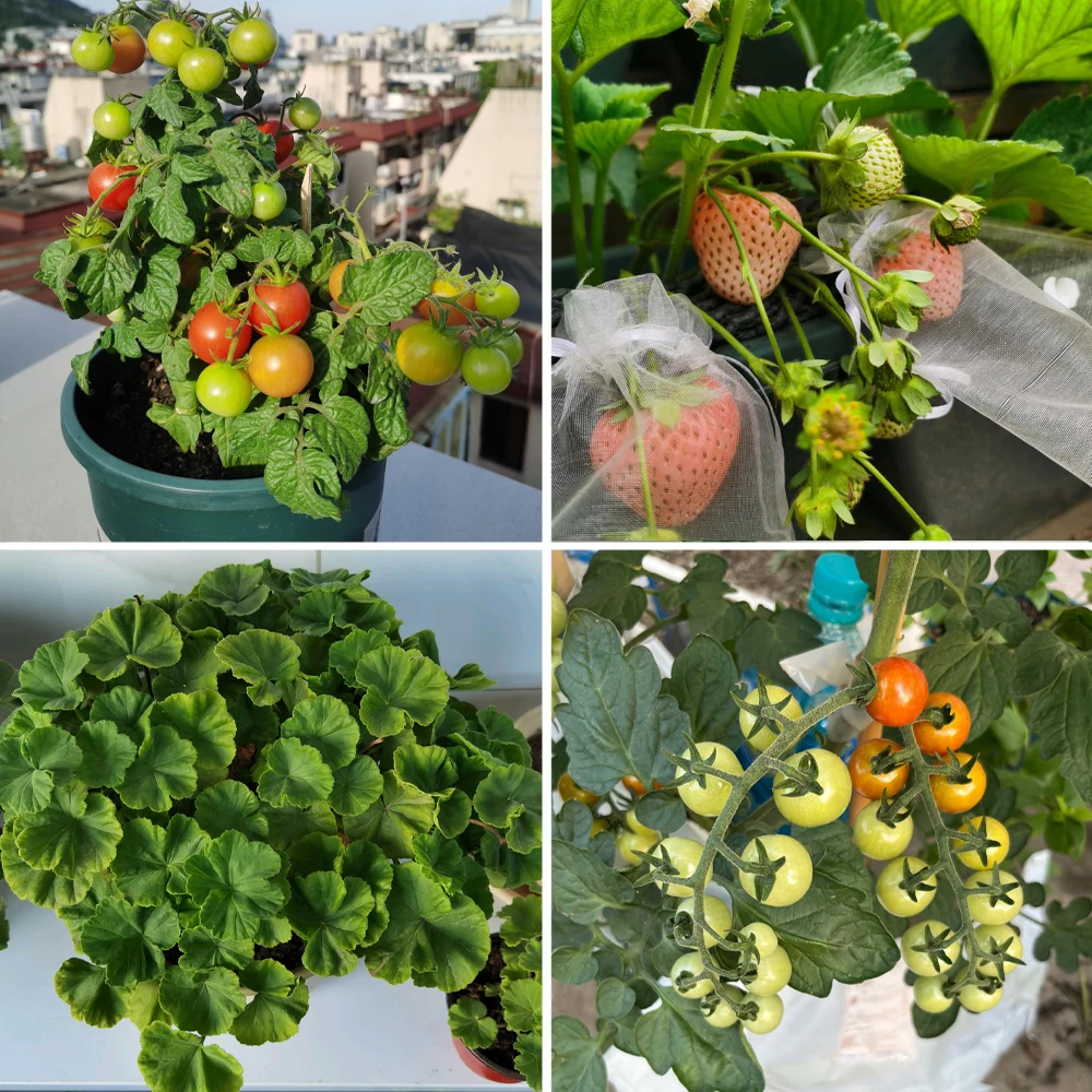 50g Bacillus Licheniformis 100 Billion Microbial Organic Fertilizer Organic Farming Improves Soil Structure & Plant Vitality thumbnail 5