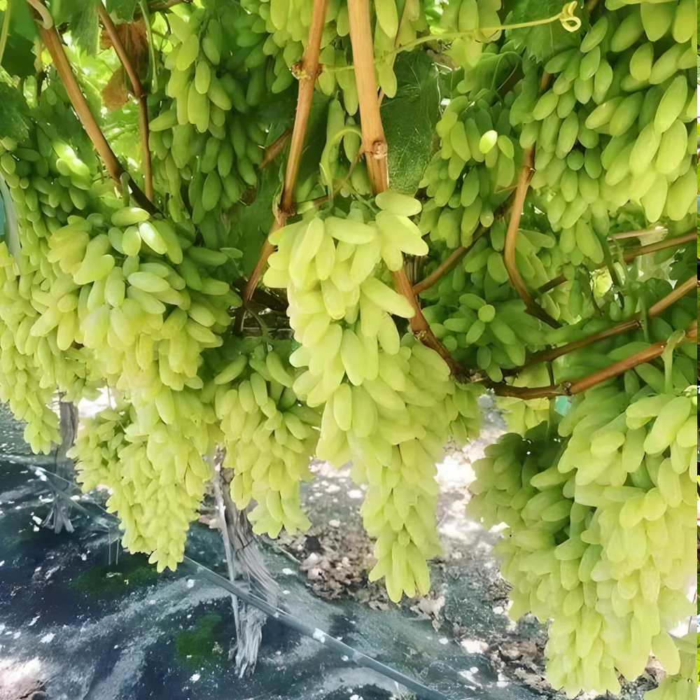 50g Bacillus Licheniformis 100 Billion Microbial Organic Fertilizer Organic Farming Improves Soil Structure & Plant Vitality thumbnail 4