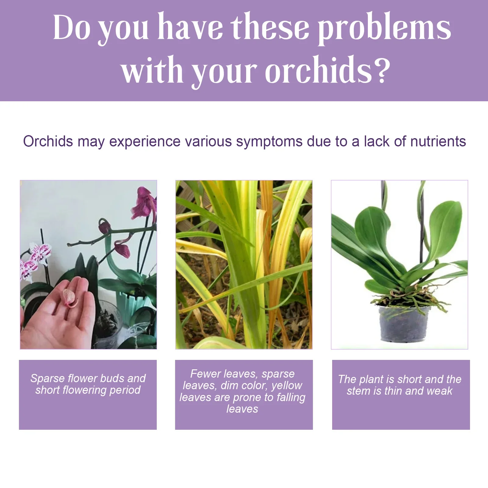 50ml Orchid Special Liquid Flower Fertilizer Hydroponic Garden Plant Nutrition Growth Supplement Compound Nutrients for Flowers thumbnail 3