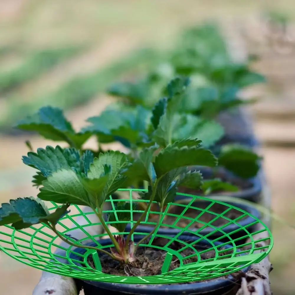 1/3Pcs Round Strawberry Stand Anti-corrosion Anti-ground Strawberry Cradle Support with Three Sturdy Legs Trellis Planter Insert thumbnail 2