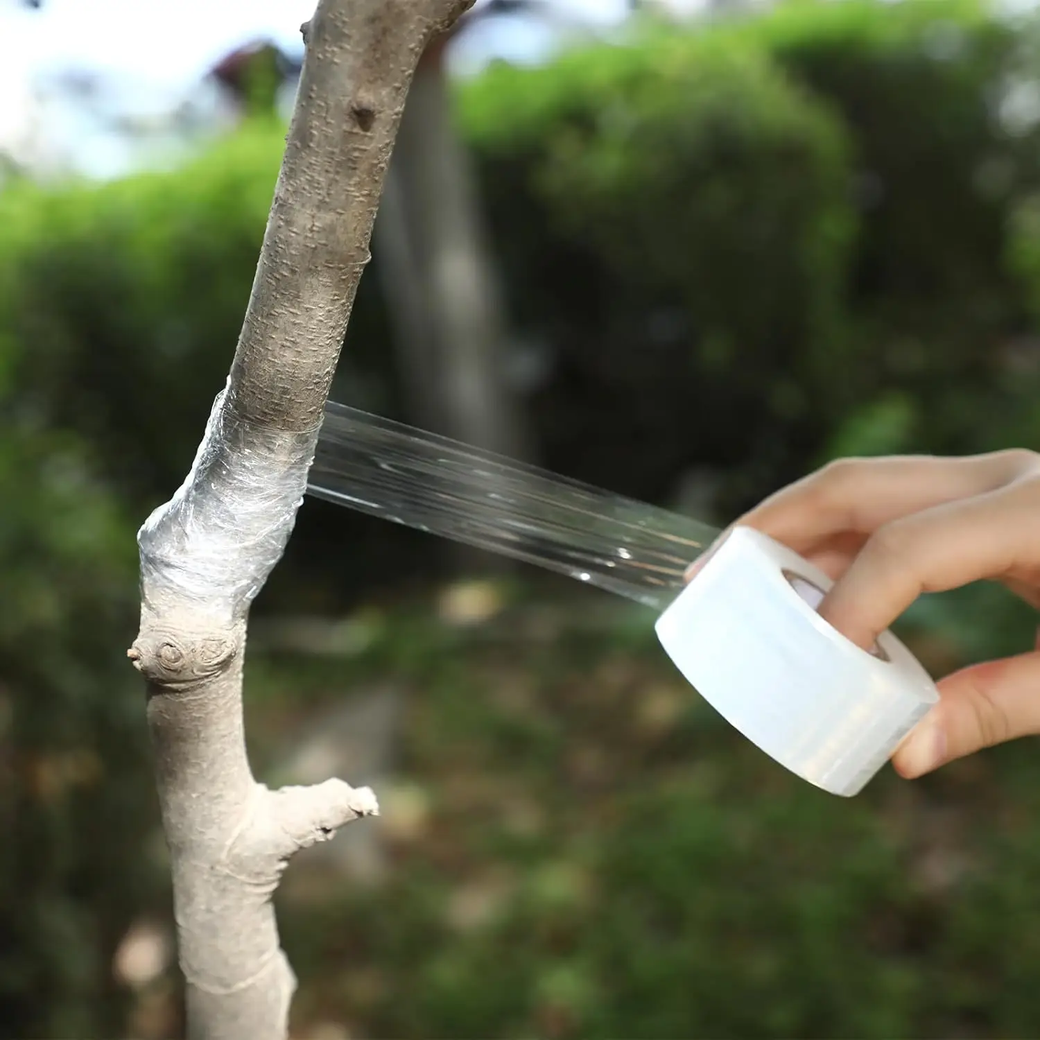 200m Length Eco-Friendly Biodegradable Grafting Tape Graft Membrane Gardening Bind Belt PE Grafting Tape Packaging wrapping film thumbnail 2
