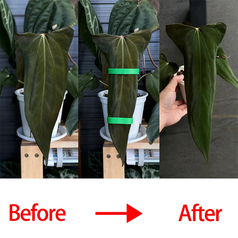 Self Adhesive Plant Nylon Cable Tie Green Adjustable Plants Hook Loop Reusable Fastener Stakes Garden Bendable Support Stakes thumbnail 3