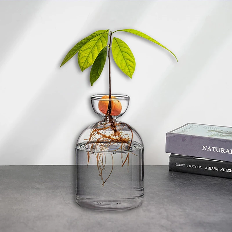 Avocado Seed Starter Vase Transparent Glass Vase Vase For Growing Plant Glass Seed Growing Kit For Gardening Lovers thumbnail 2