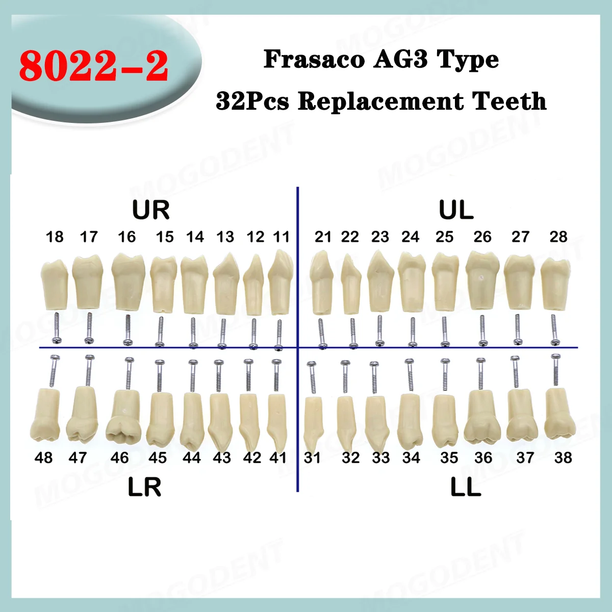 Dental Frasaco AG3 Type Model With Removable Teeth Dental Teeth Model Screwed-in Teeth 32Pcs Training Teach Demo thumbnail 4