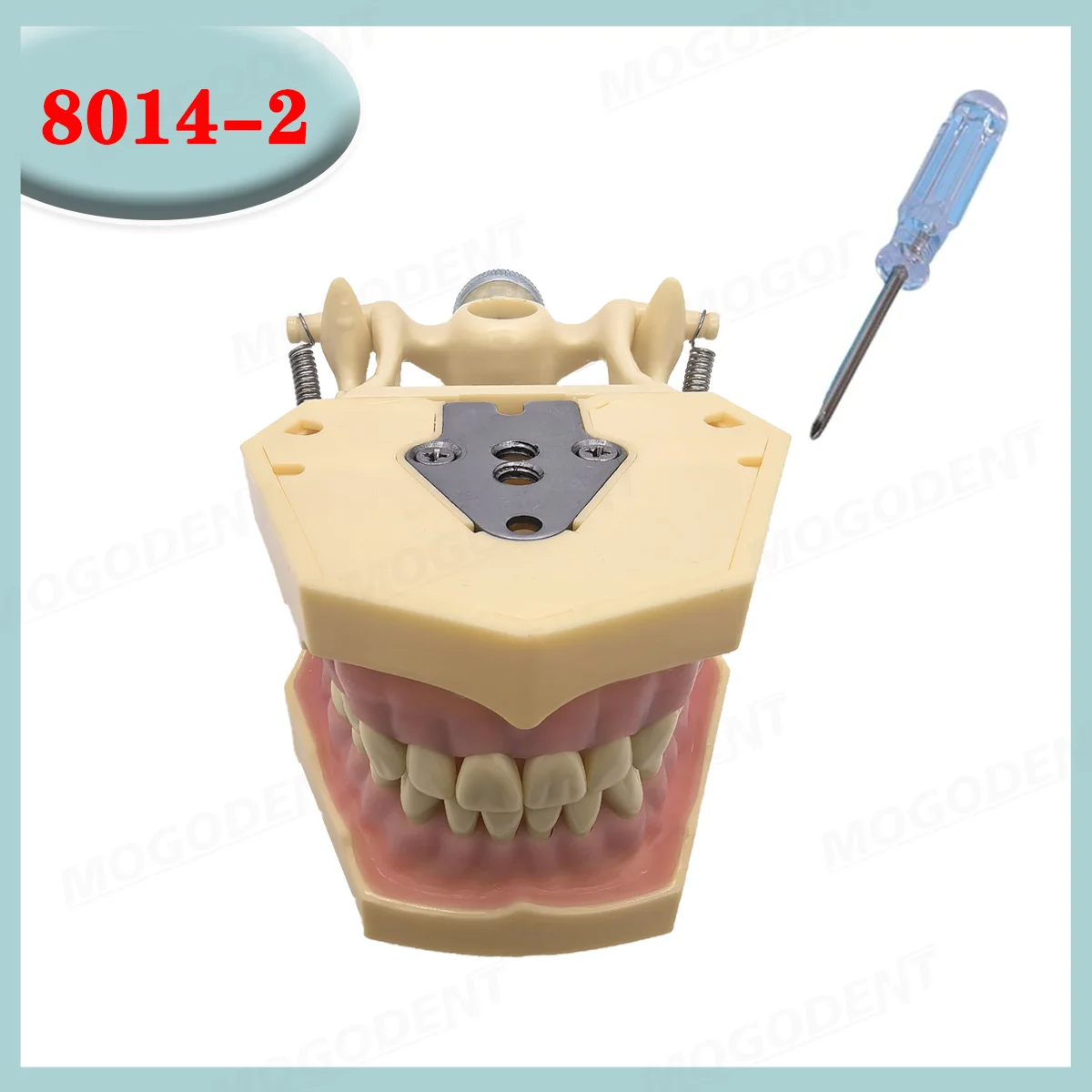 Dental Frasaco AG3 Type Model With Removable Teeth Dental Teeth Model Screwed-in Teeth 32Pcs Training Teach Demo thumbnail 2