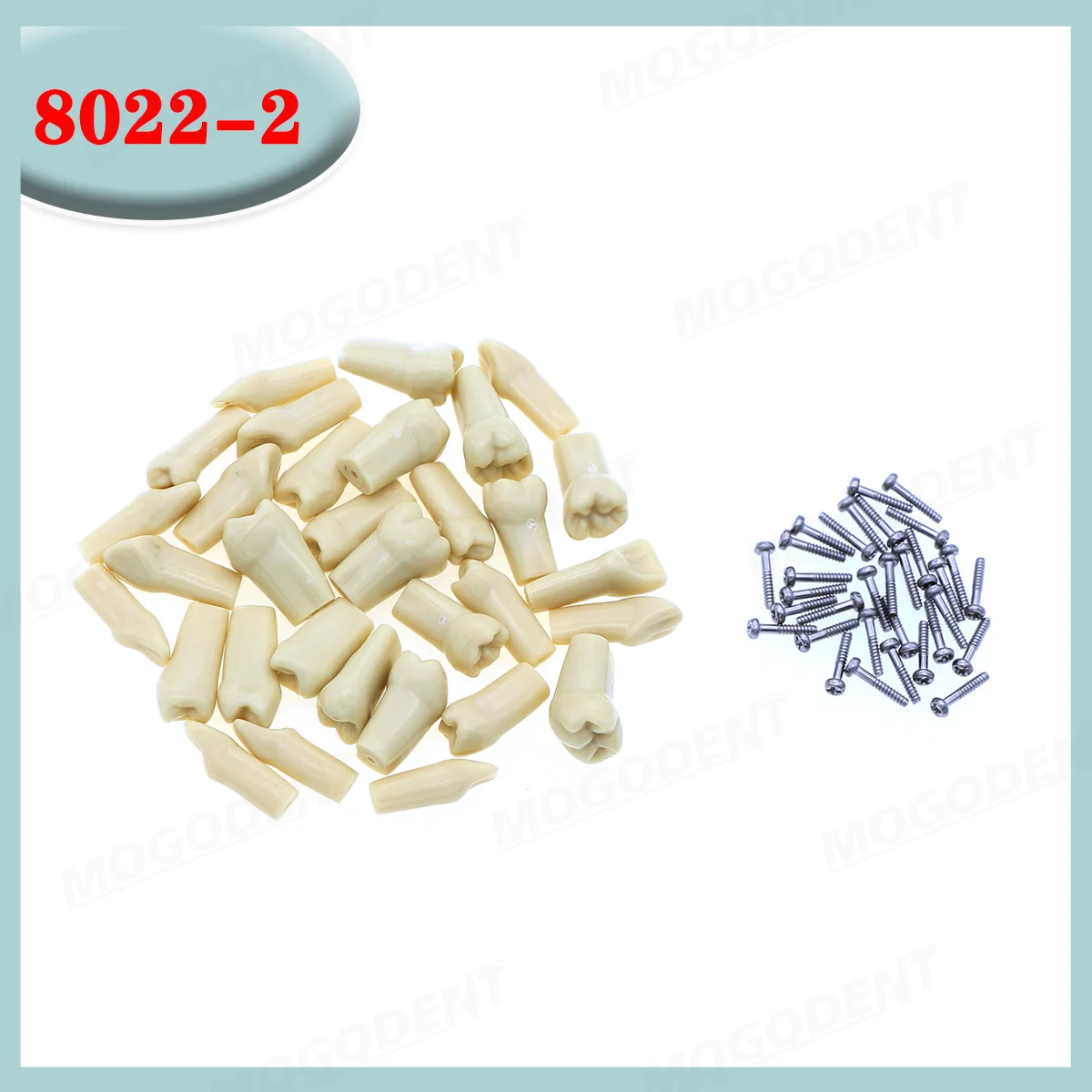 Dental Frasaco AG3 Type Model With Removable Teeth Dental Teeth Model Screwed-in Teeth 32Pcs Training Teach Demo thumbnail 5