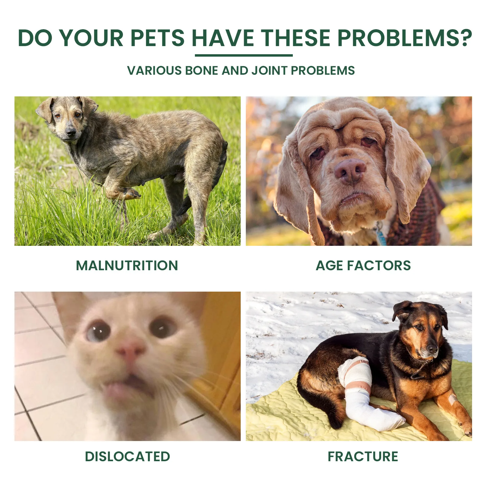 Dog Joint Care Drops Hip Joint Supplement Relieve Joint Discomfort Repair Bone Deformity Heal Arthritis Pet Bone Care Solution thumbnail 5