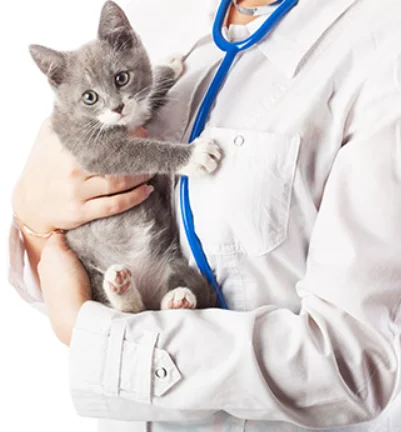 cat nutrition supplement tablet 20mg/ml vial pill thumbnail 4