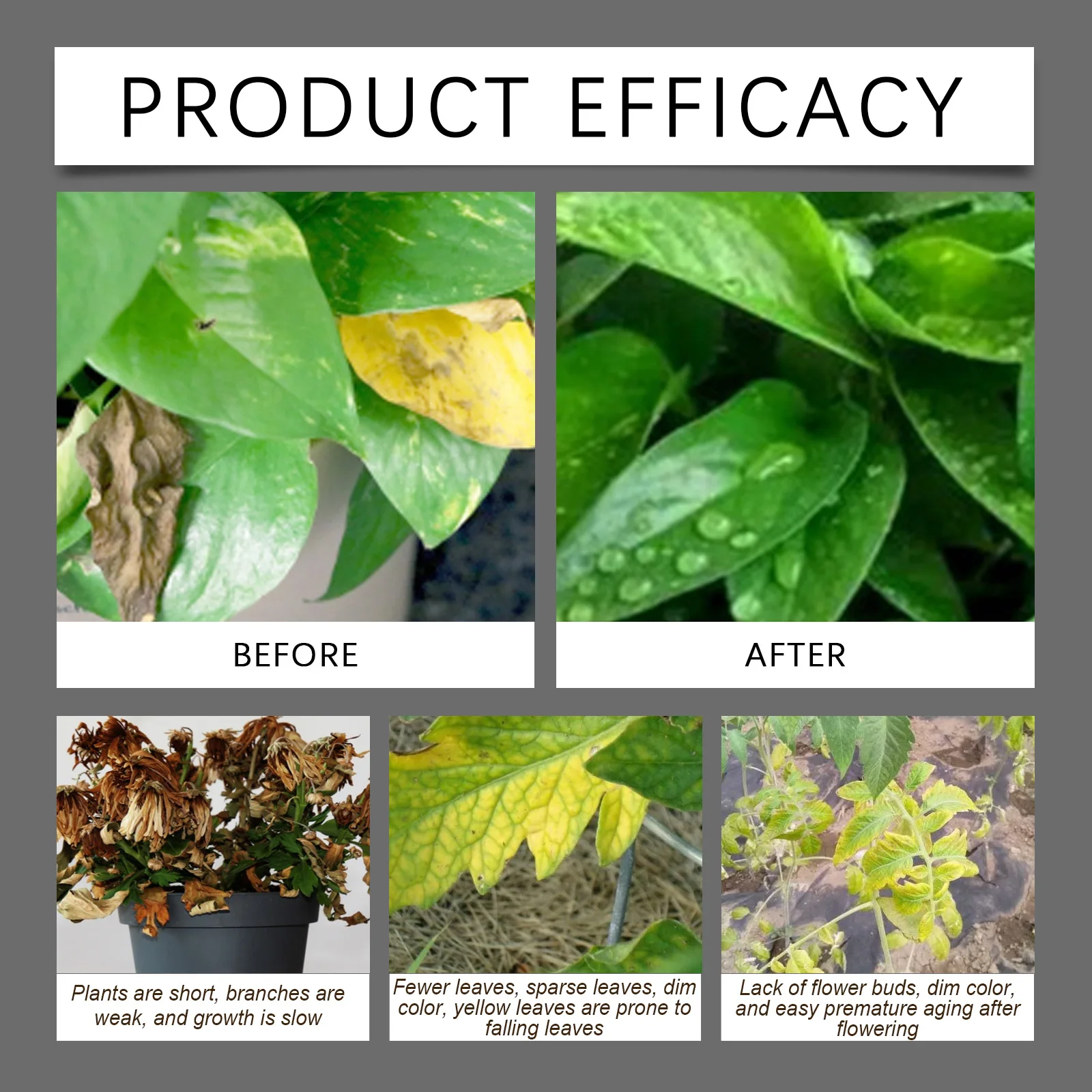 MoonSpry Powerful Soil Activator Garden Flower Plant Fertilizer Loosen Soil Supplement Nutrient Strengthen Root Boost Healthy thumbnail 5