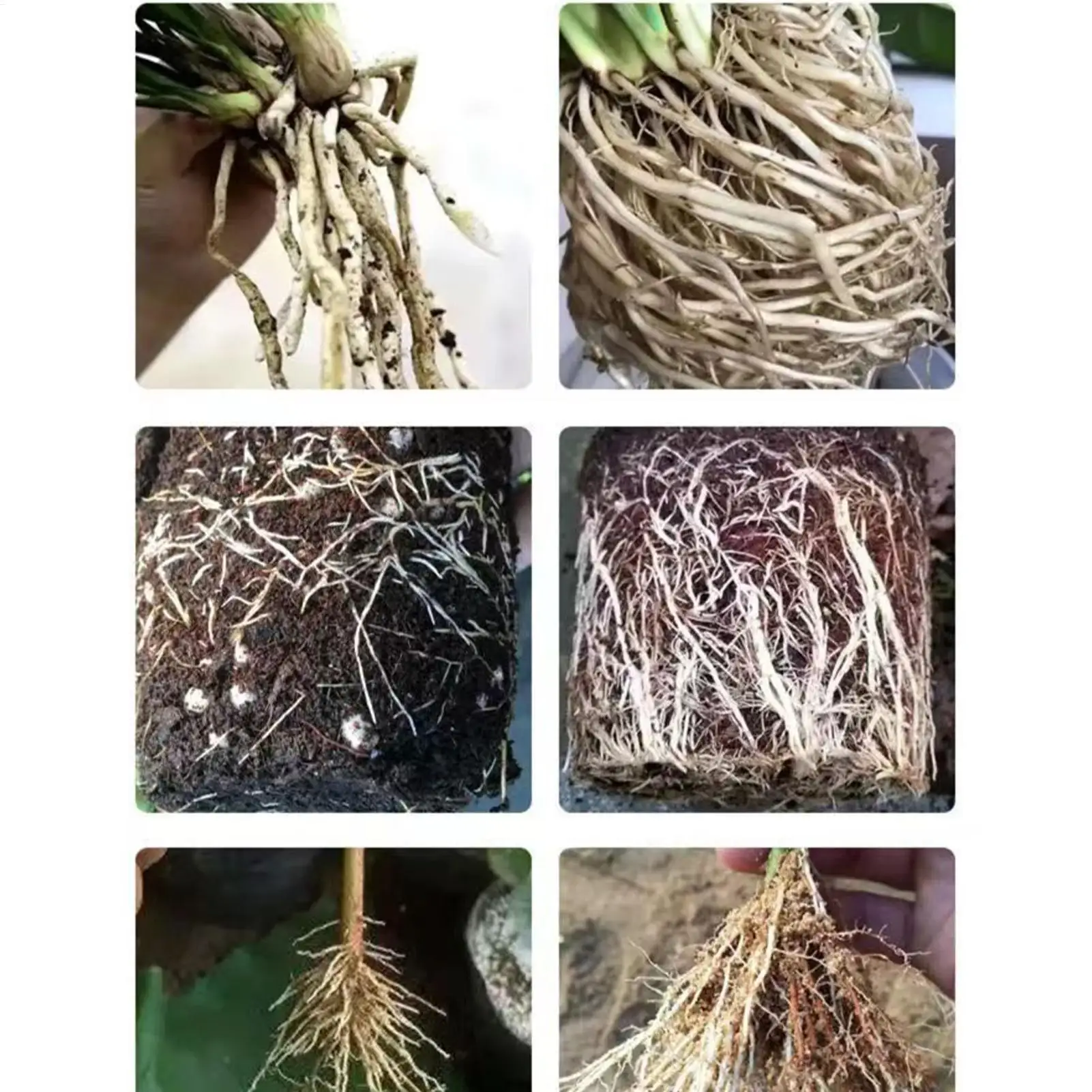 50ML Cutting Rooting Solution For Roses And Roses, Fast And Strong Rooting Nutrient Solution For Transplanting And Planting thumbnail 5