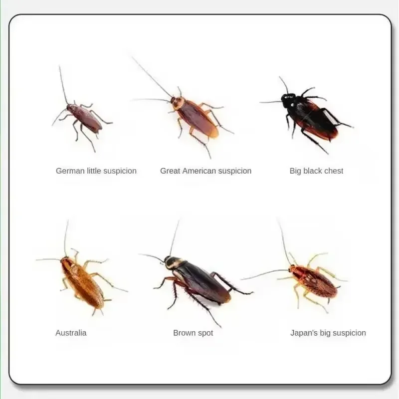 Effective Killing Cockroach Bait Powder Home Use Cockroach Roach Killer Anti Pest Reject Pest Control Traps thumbnail 6