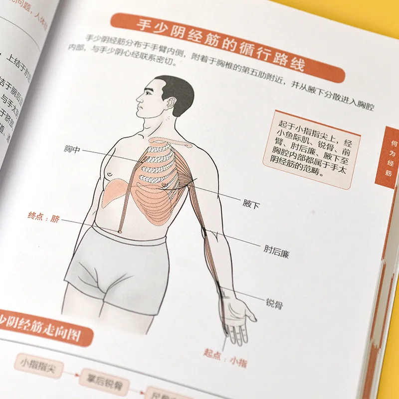 Illustrated Twelve Meridians Tendon Regulation Atlas Series Recipes, Acupuncture and Moxibustion Massage Health Book thumbnail 2