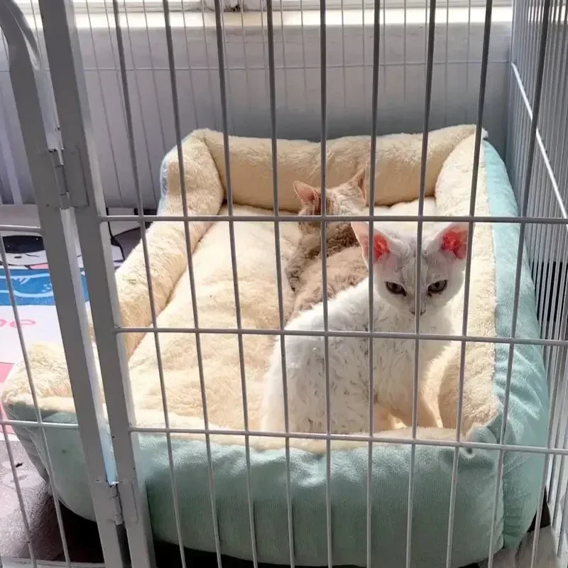 Bed for Cats Pet Products Cushions Kitten Goods Accessories Dog All Home Supplies Things Accessory Habitats Basket House Beds thumbnail 5