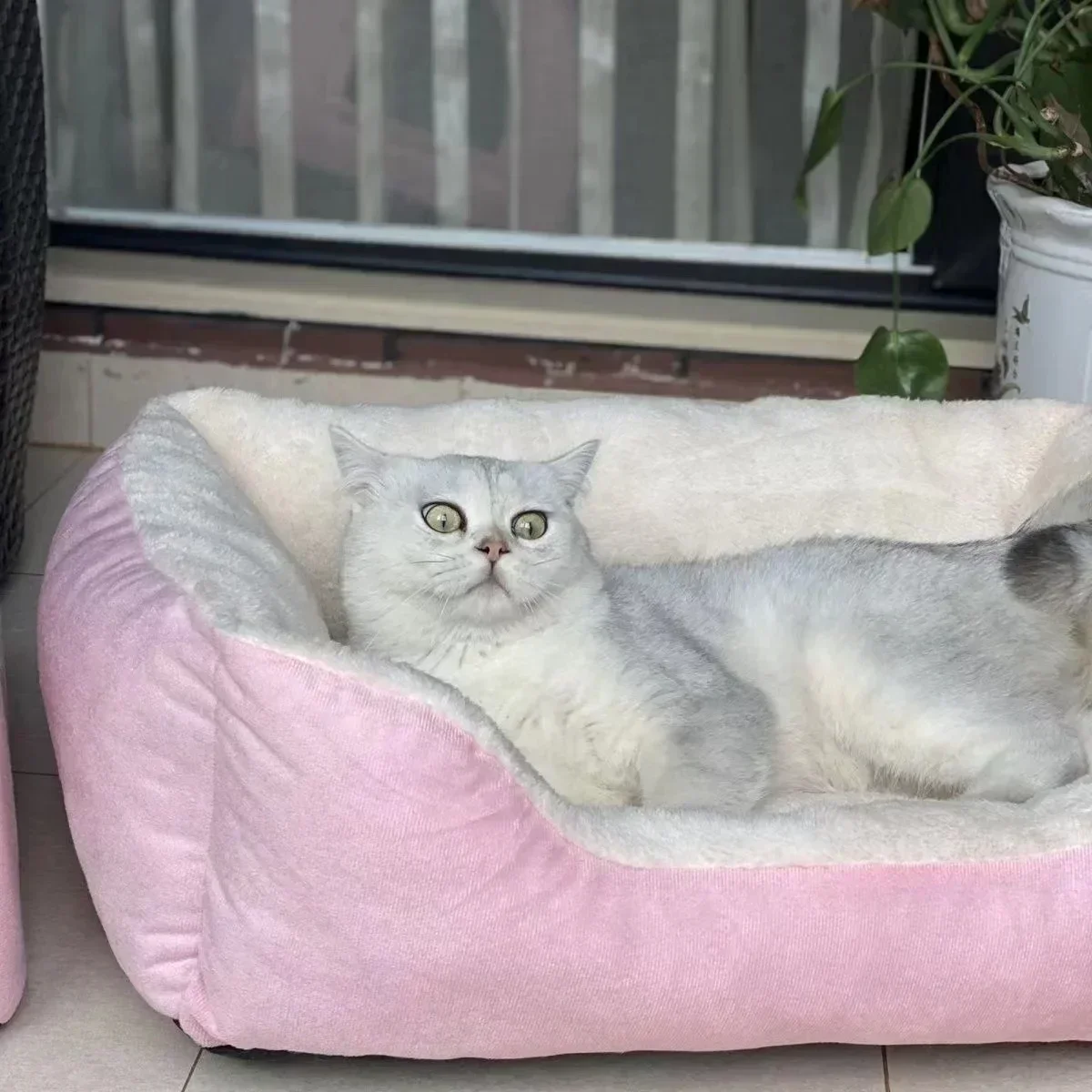 Bed for Cats Pet Products Cushions Kitten Goods Accessories Dog All Home Supplies Things Accessory Habitats Basket House Beds thumbnail 4