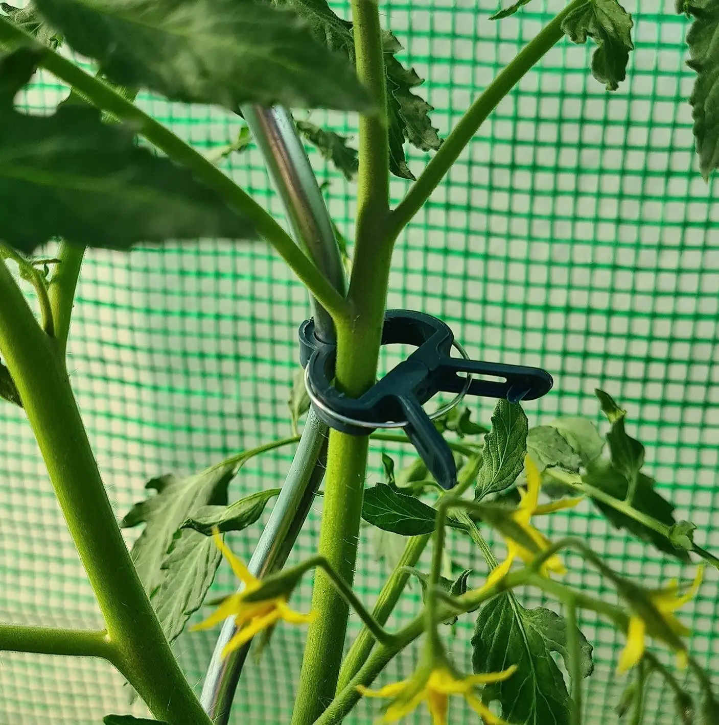 Garden Plant Clips, Plant Support Clips for Securing Stems, Flowers or Climbing Vines To Tomato Cages thumbnail 5