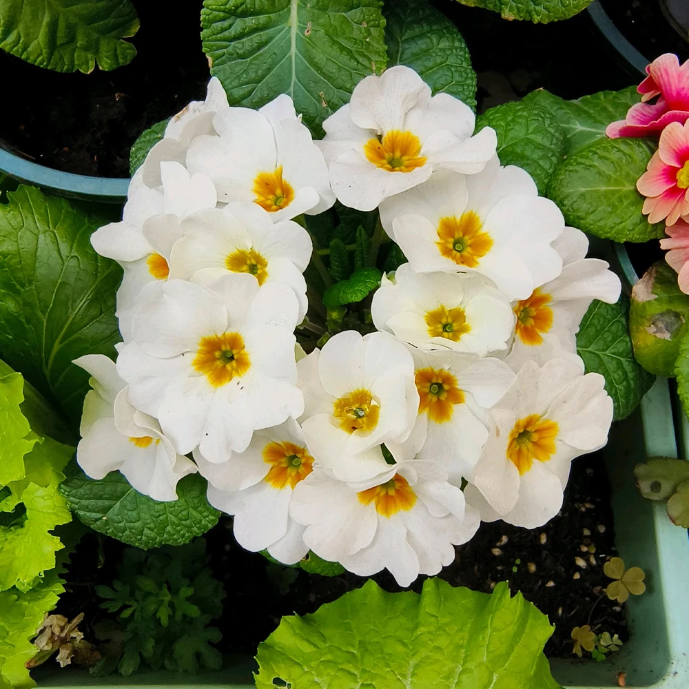 10g Chitosan Oligosaccharide Green Microbial Organic Fertilizer For Home Garden thumbnail 4