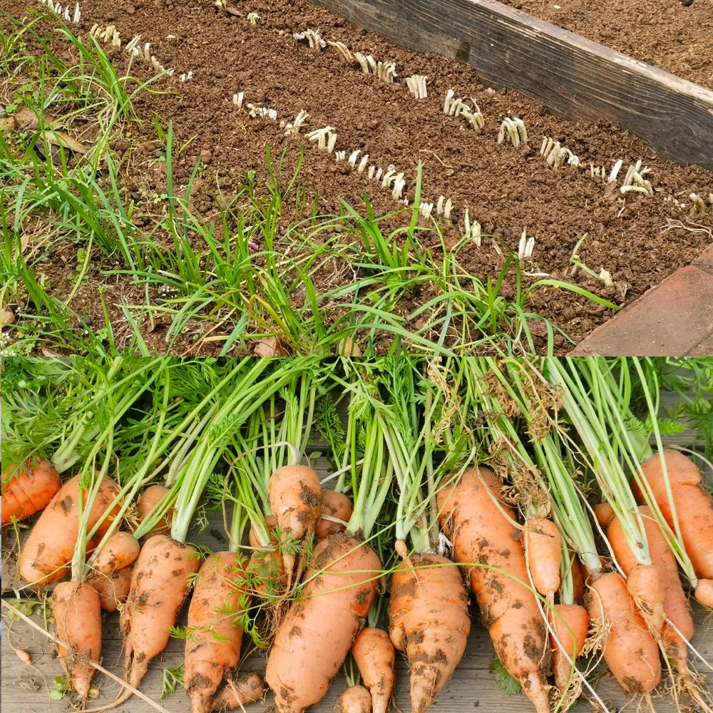10g Chitosan Oligosaccharide Green Microbial Organic Fertilizer For Home Garden thumbnail 5