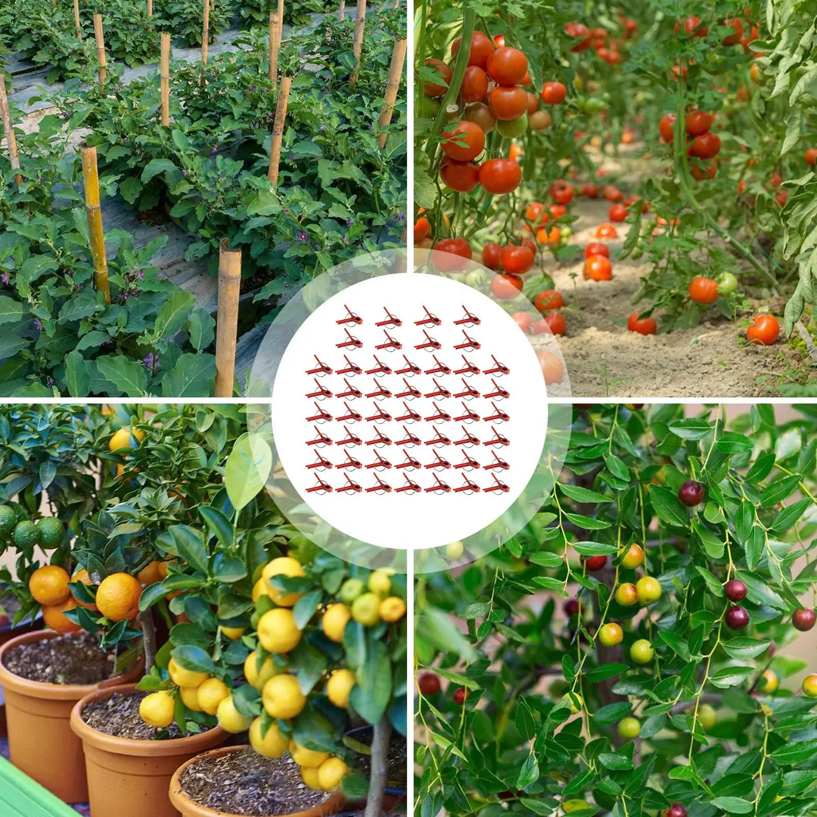 Vegetable Grafting Clips 50 Pcs Plant Trellis Connector Clip Falt Mouth Hooks Connecting Plastic Clips For Watermelon Gardening thumbnail 5