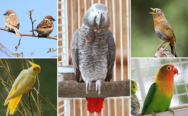 Natural Wood Parrot Perch Set, Bird Cage Stand Branch Platform for Budgie, Cockatiel, Pet Supplies thumbnail 6
