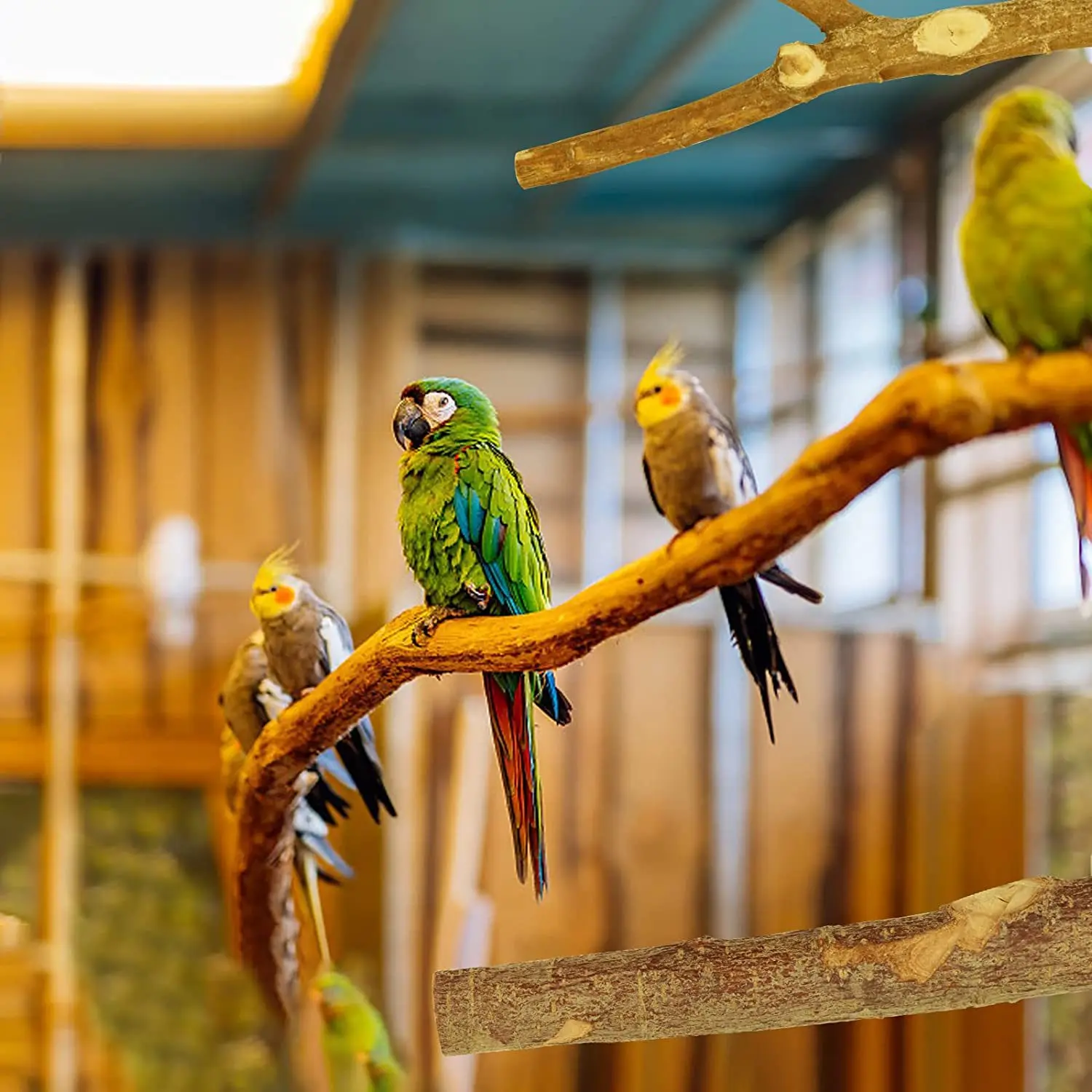 Natural Wood Parrot Perch Set, Bird Cage Stand Branch Platform for Budgie, Cockatiel, Pet Supplies thumbnail 4
