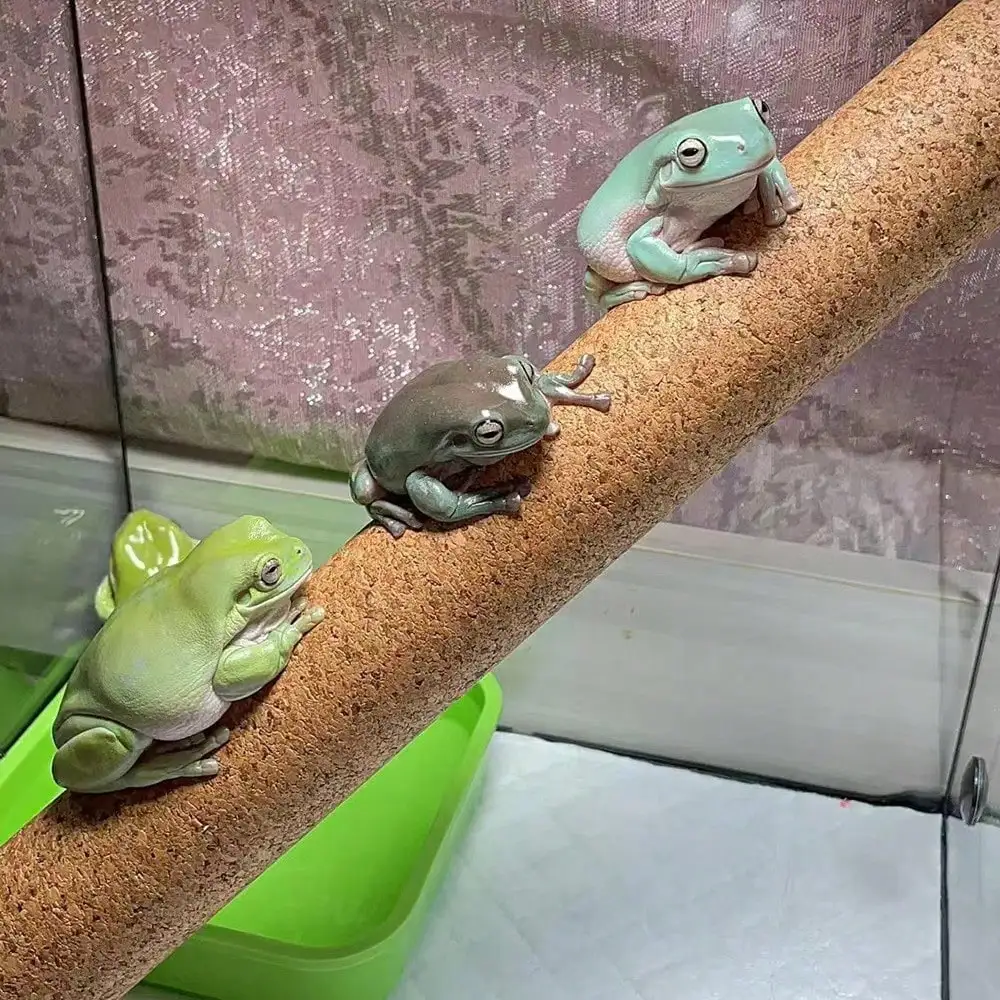 1 Piece of Accessory, Color and Style Shipped Randomly, Suitable for Reptiles and Amphibians, Tree Climbing Stick, Cork Climbing Stick, Eyelash Gecko, Giant Gekko, Pet Breeding Box Landscaping Stick, Tree Climbing Stick for Reptiles