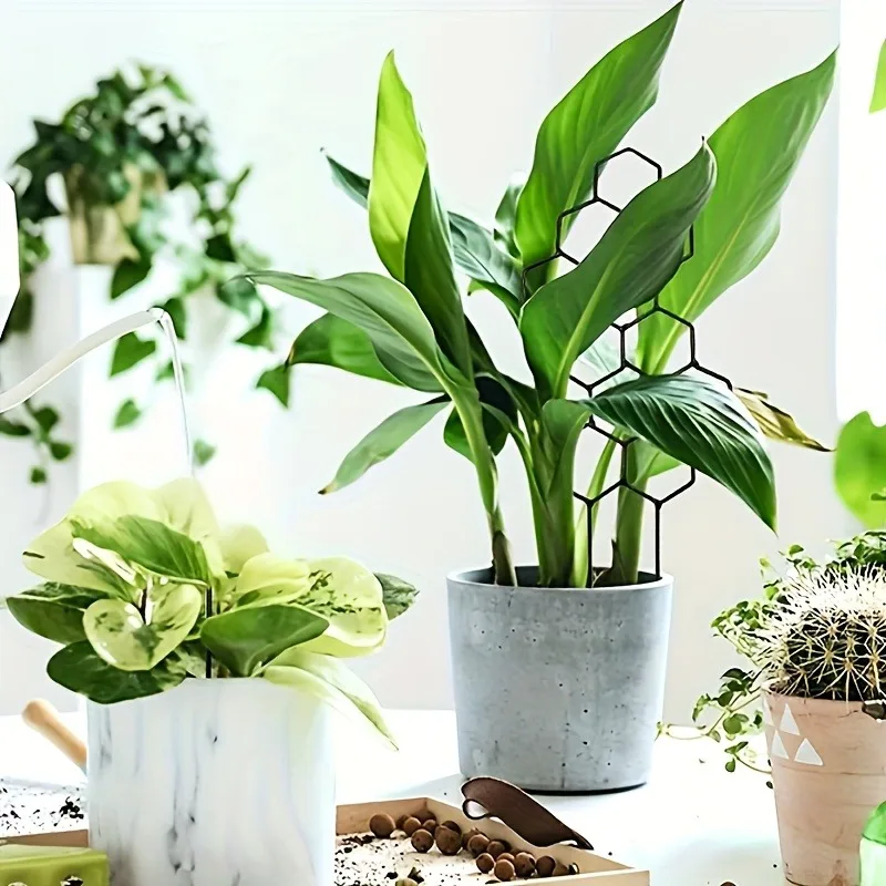3pcs Plant Support Frame Climbing Rack Suitable for Plant Shaping/Designing/Fixing Garden Decor Outdoor Planters Indoor Planters thumbnail 4