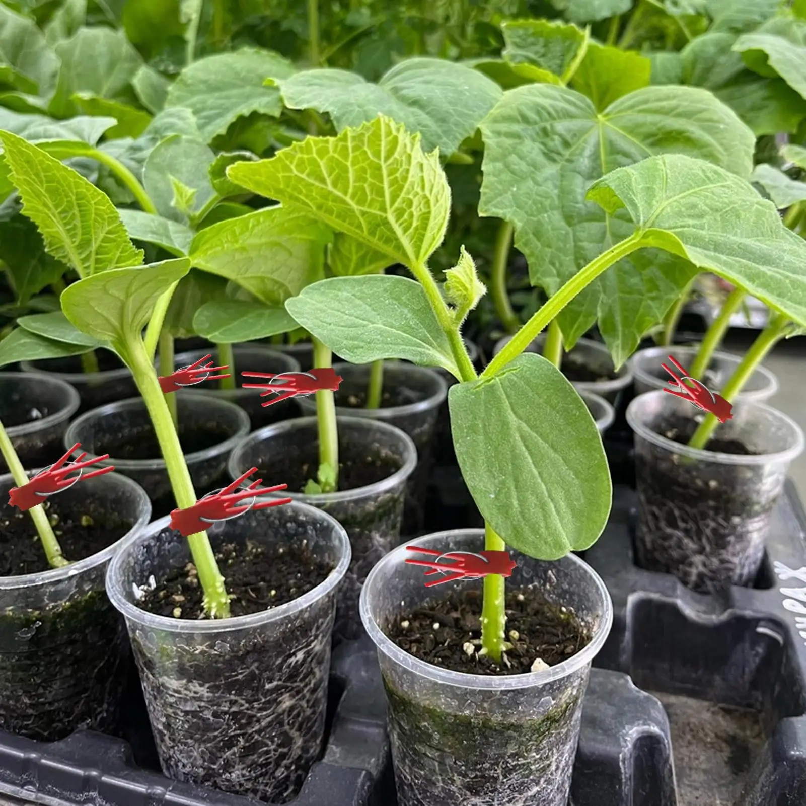 Plant Grafting Clips 50 Pack Vegetable Vine Fixing Clamps Flat Mouth Support Clips Gardening Tool for Tomato Cucumber Vines thumbnail 4