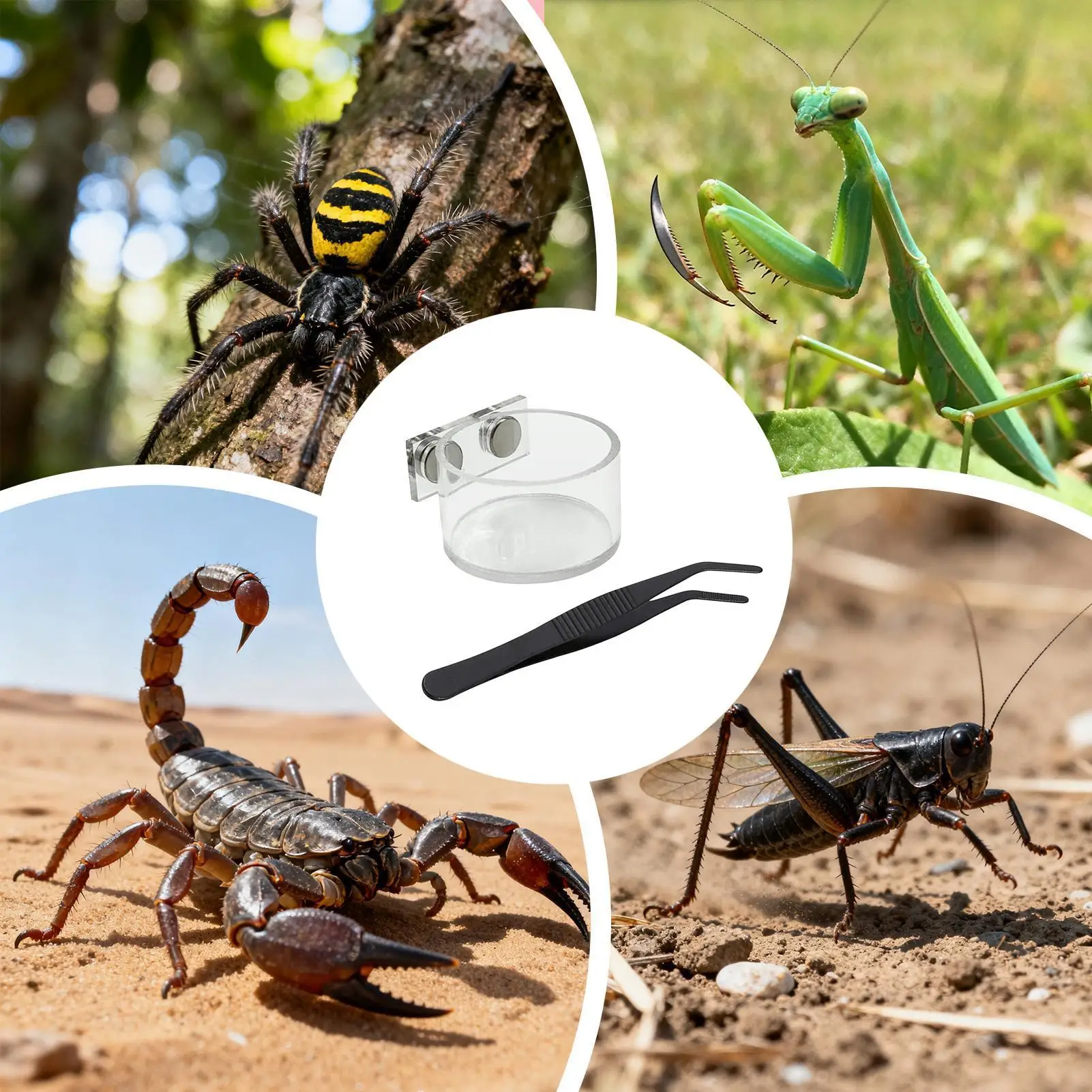 Acrylic Magnetic Reptile Feeding Bowl with Tweezers, Small Water Dish for Jumping Spider Tarantula Mantis Terrarium Supplies thumbnail 3