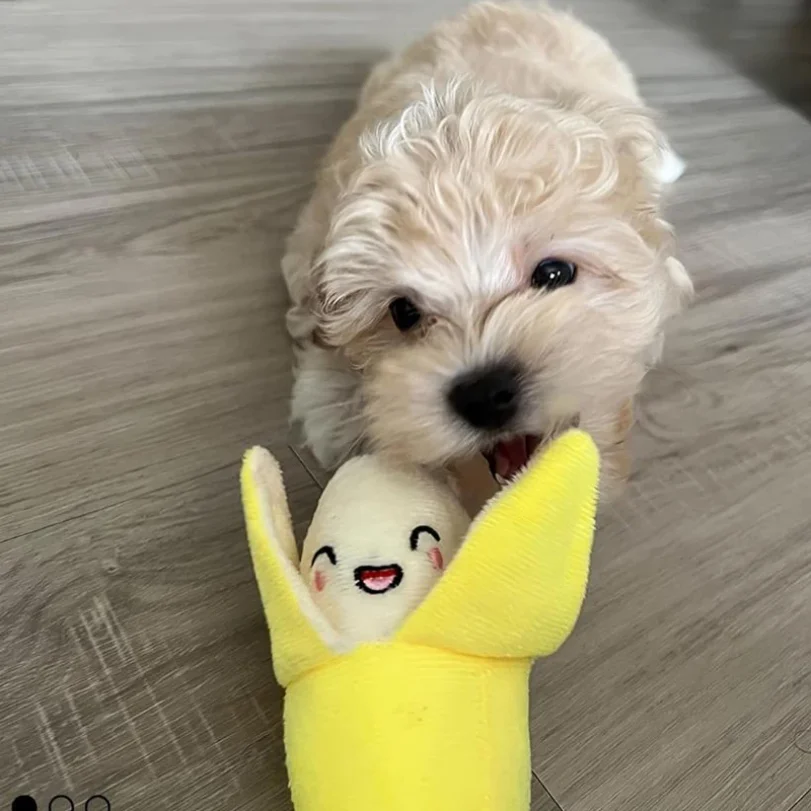 A 7-piece set of puppy sound toys, loose plush pet chewing, plush fruit snacks and vegetable puppy toys, suitable for pet play thumbnail 5