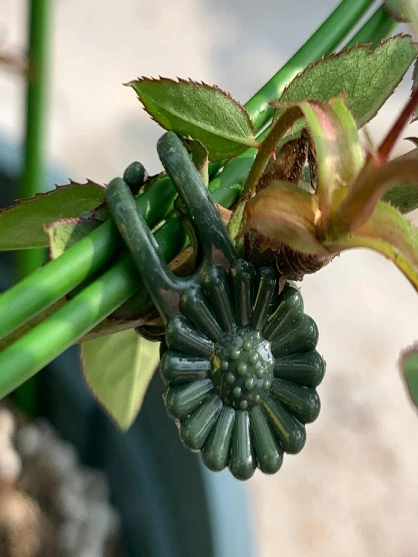 20Pcs Butterfly Orchid Plant Clips Flower Stem Support Clamps Multifunctional Garden Vine Fixing for Growth thumbnail 5