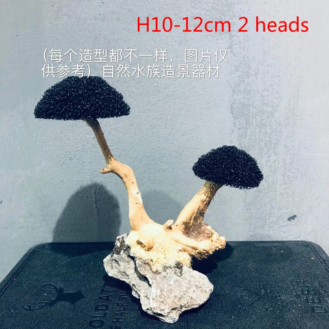 H10-12cm 2 heads
