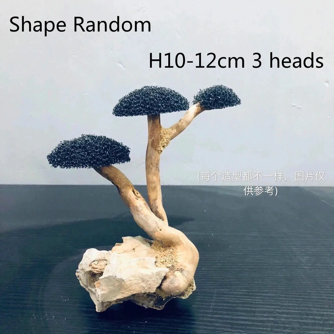 H10-12cm 3 heads