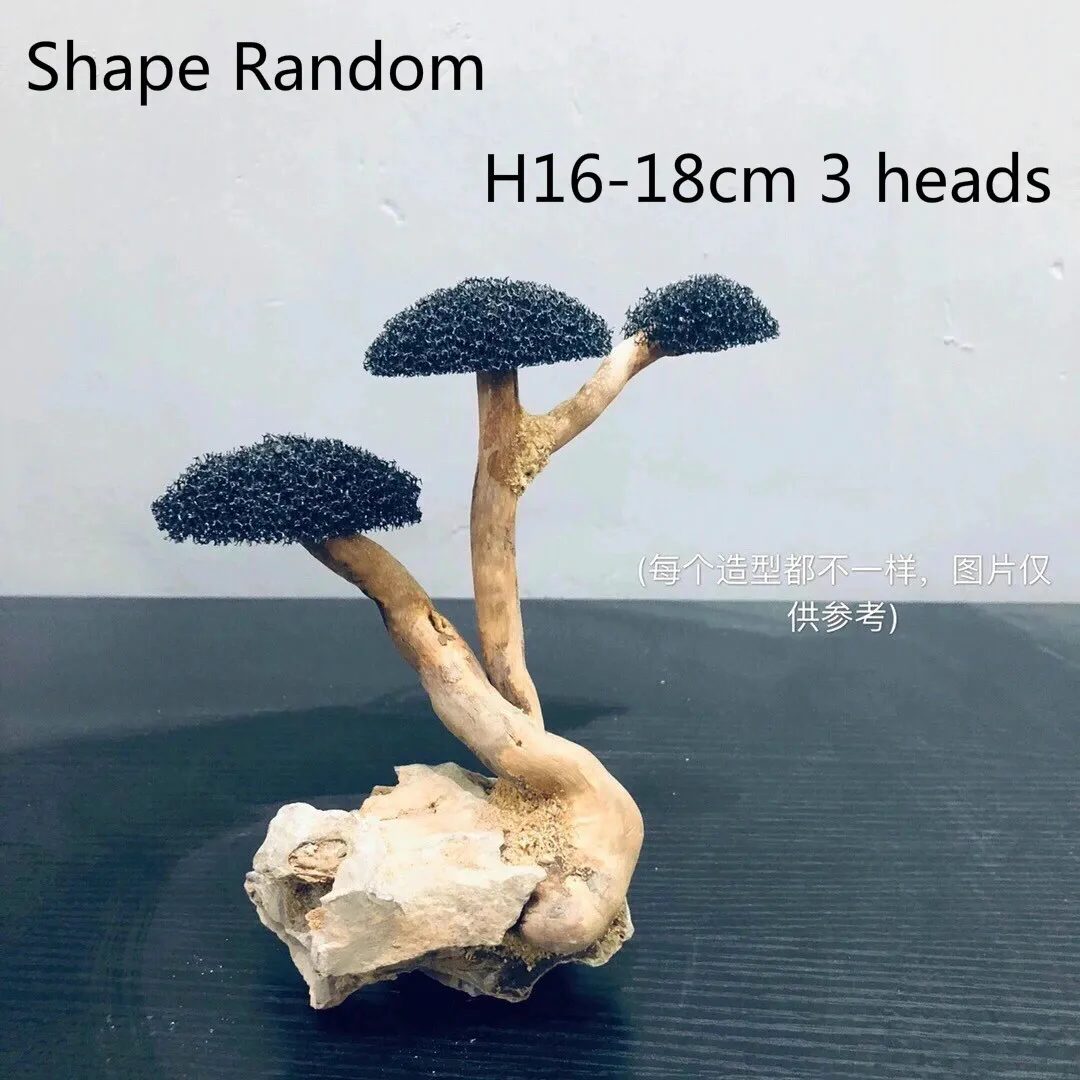 H16-18cm 3 heads