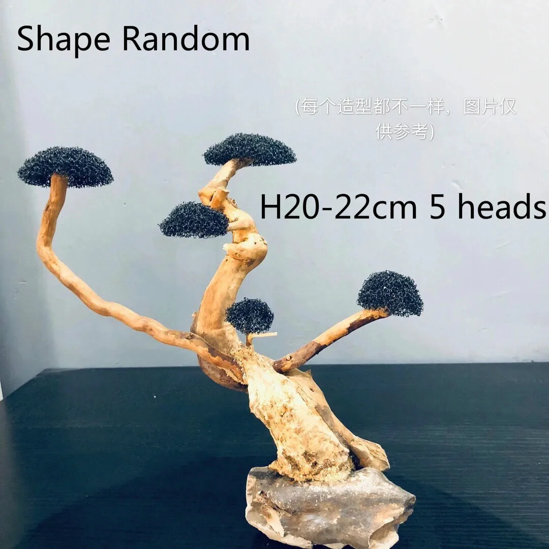 H20-25cm 5 heads
