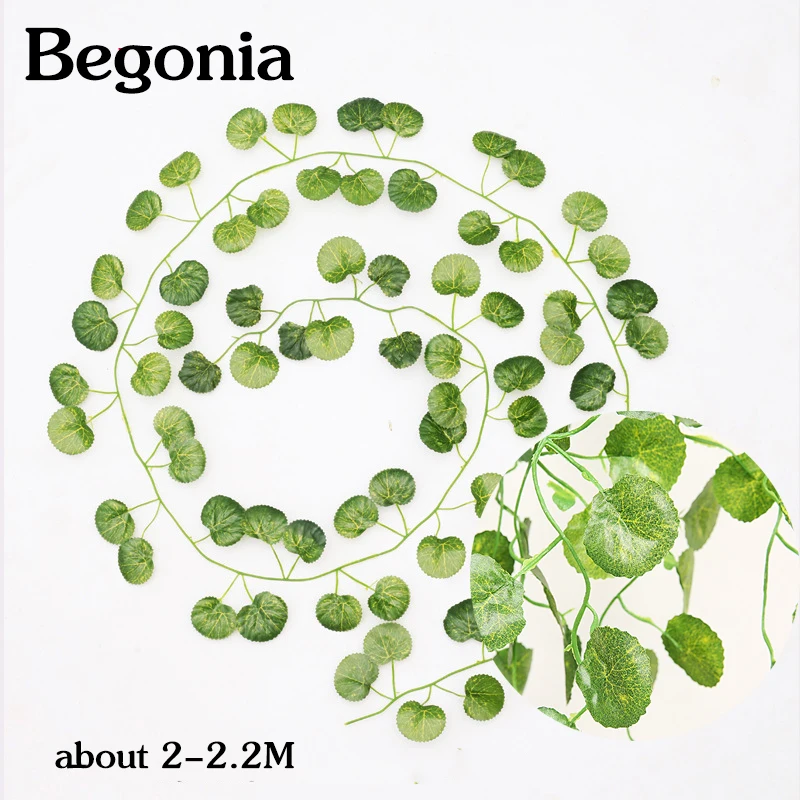 2.2M Begonia