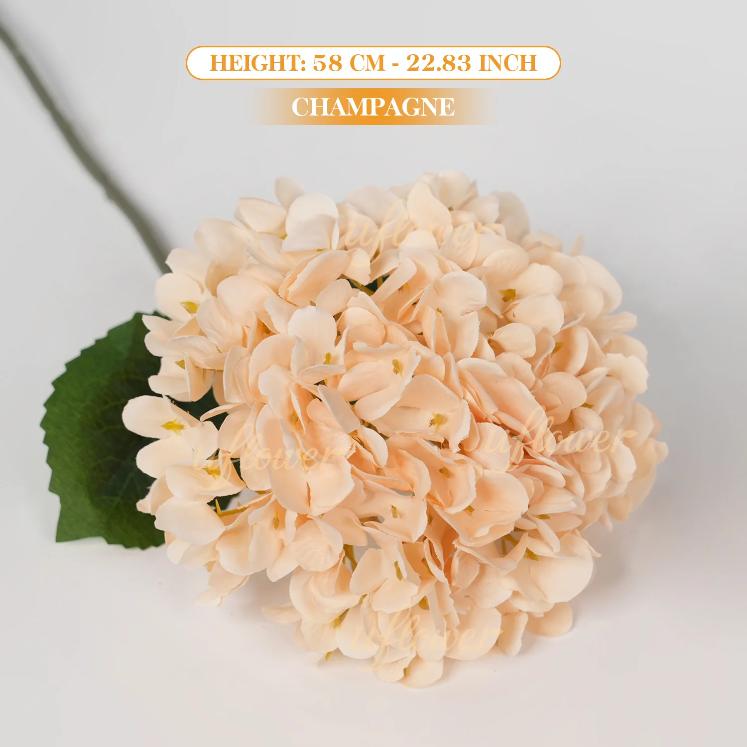Chanmpagne