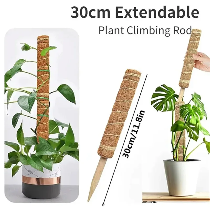 30cm