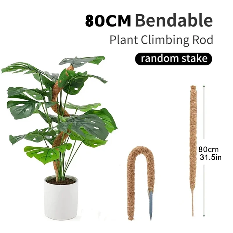 80cm