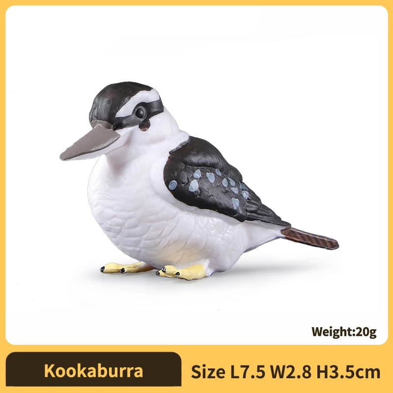 Kookaburra