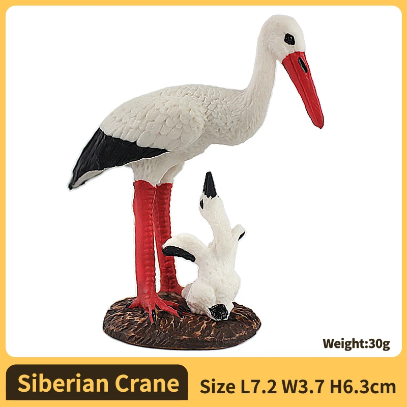 Siberian Crane