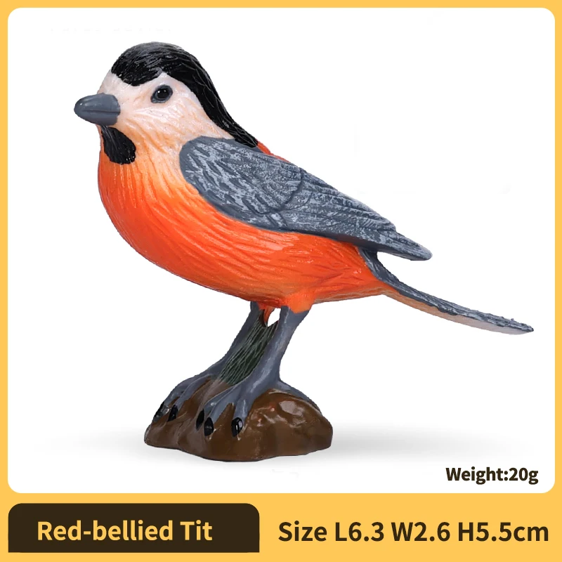 Red-bellied Tit