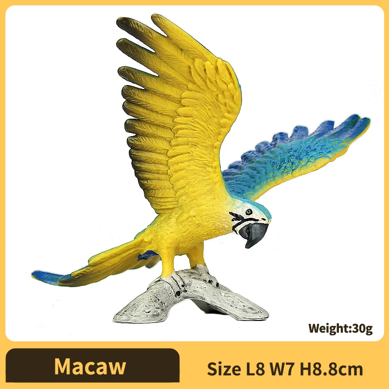 Macaw