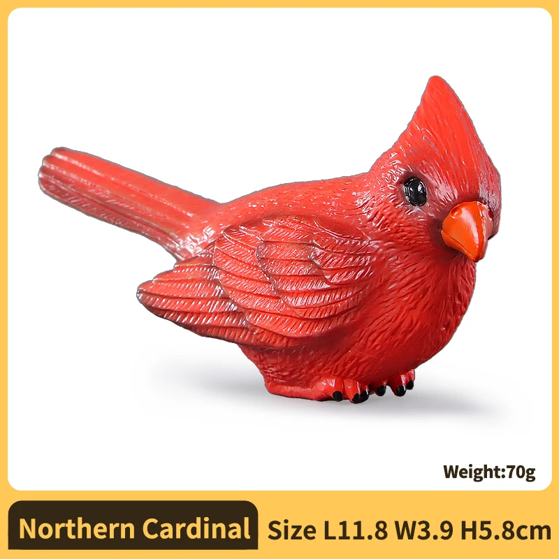 Northern Cardinal