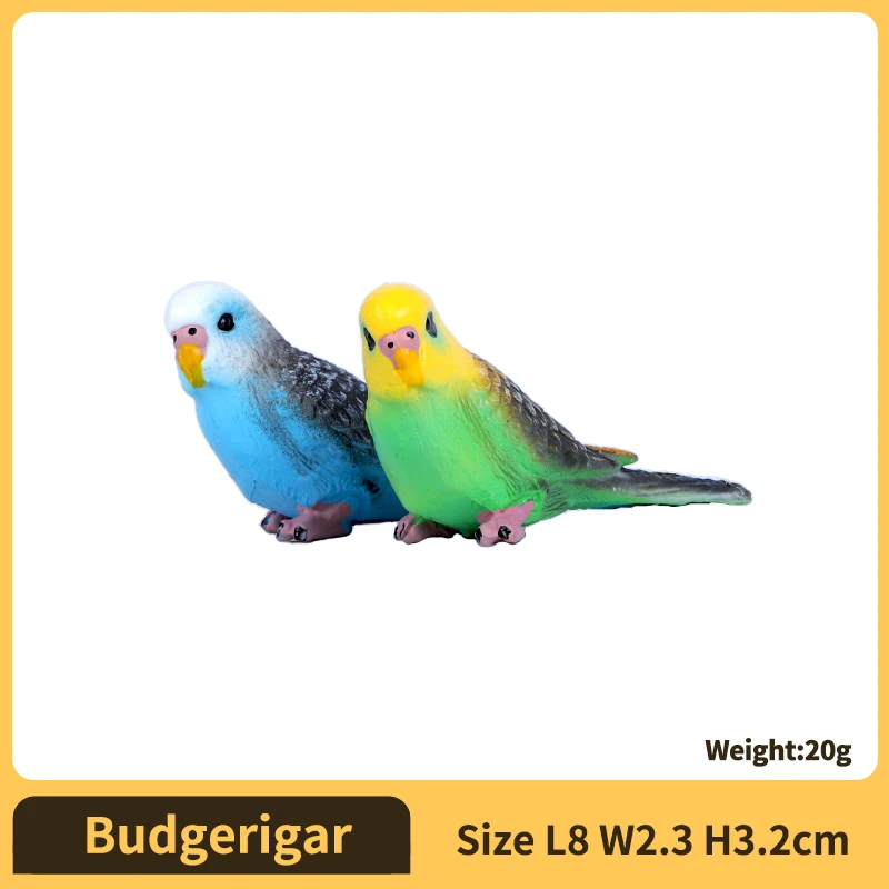 Budgerigar