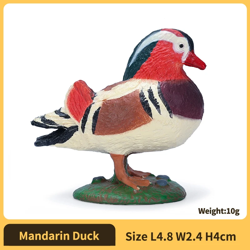 Mandarin Duck