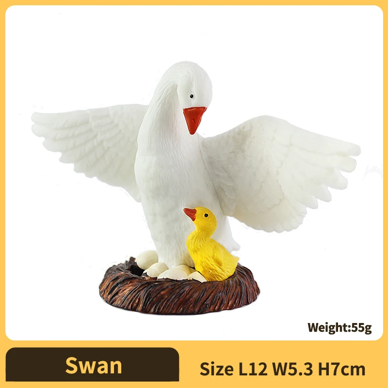 Swan