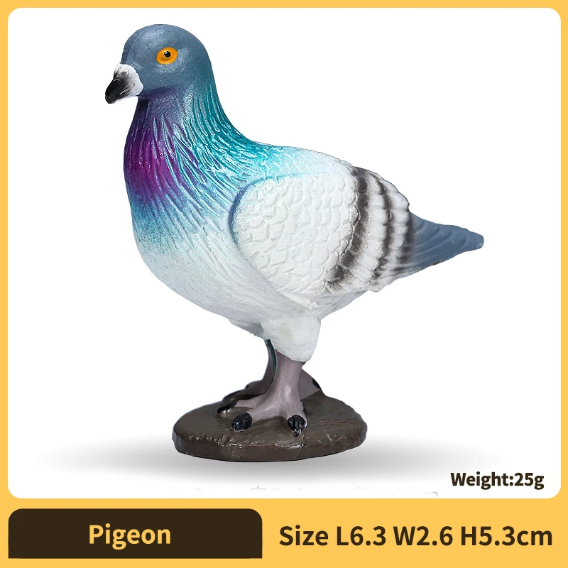 Pigeon