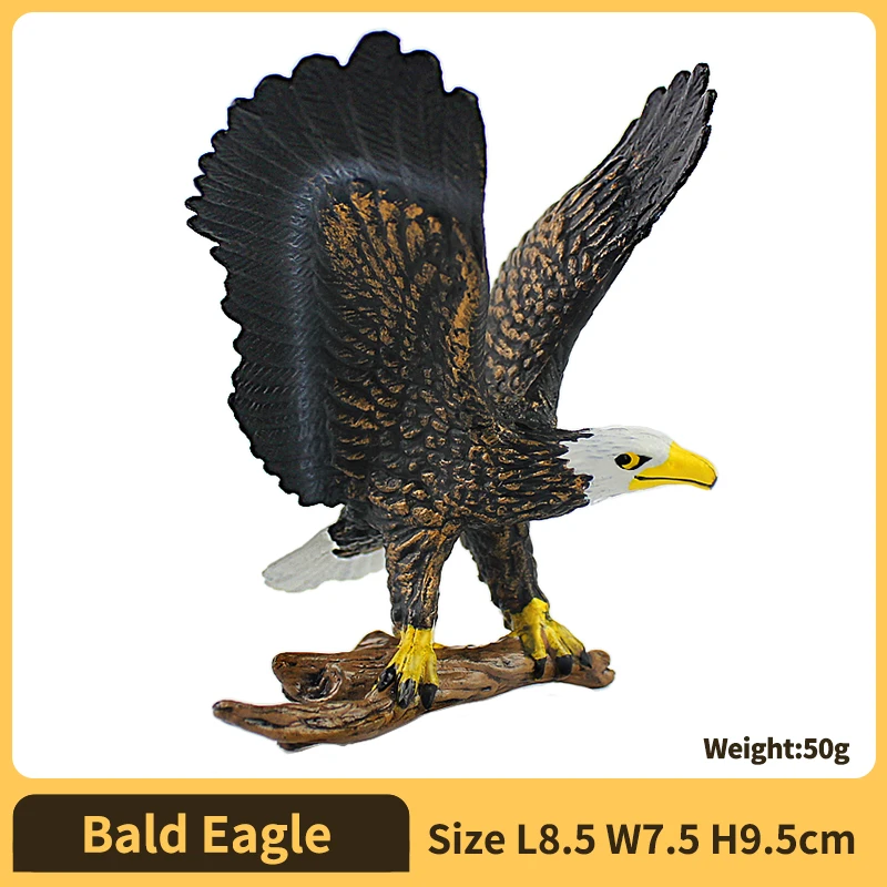 Bald Eagle