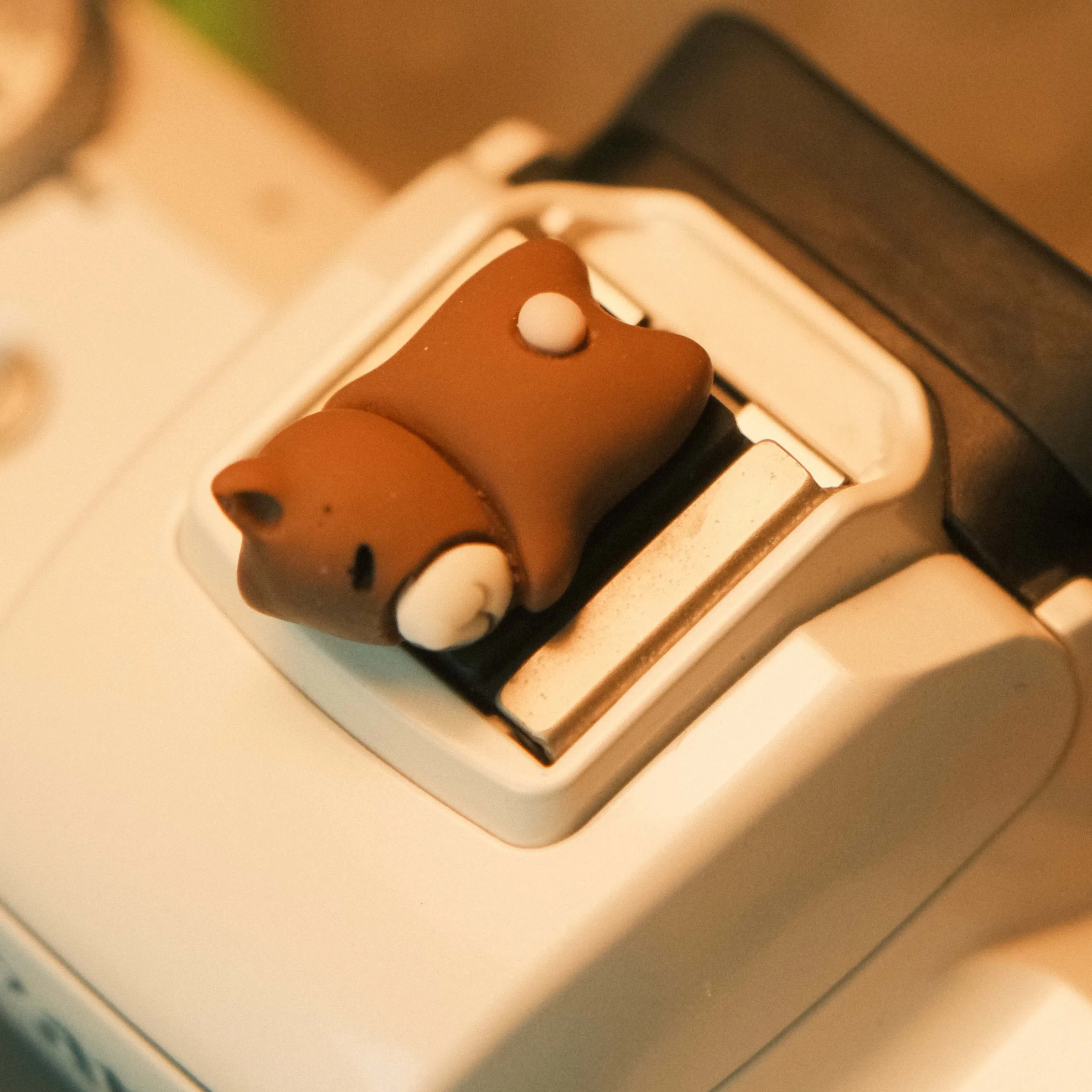 bear